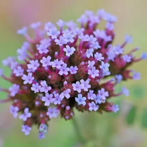 Verbena Lollipop_plantland.ro
