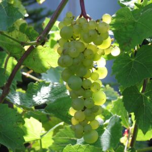 Vița de vie Aurora_plantland.ro