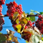 Vița de vie Reliance2_plantland.ro