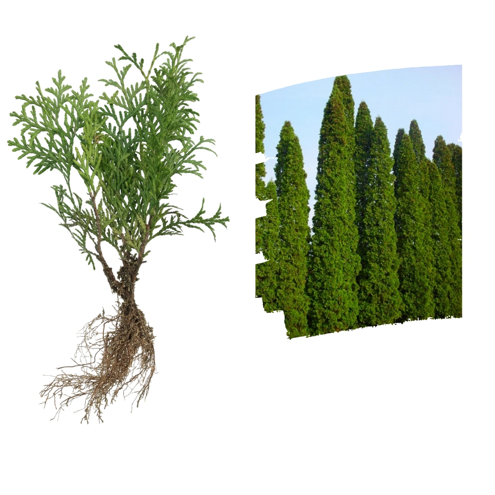 Tuia Columnară Răsad