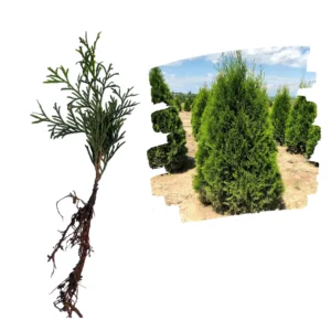 Tuia Smaragd Răsad 10cm