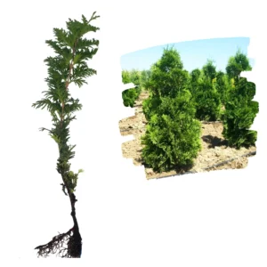 Tuia Spiralis Răsad 10cm