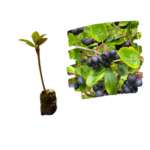 Aronia Răsad_plantland.ro