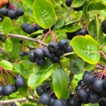 Aronia Răsad_plantland.ro