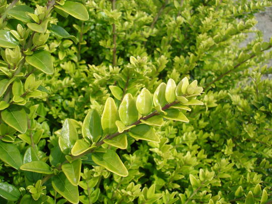 Caprifoi târâtor Răsad_plantland.ro