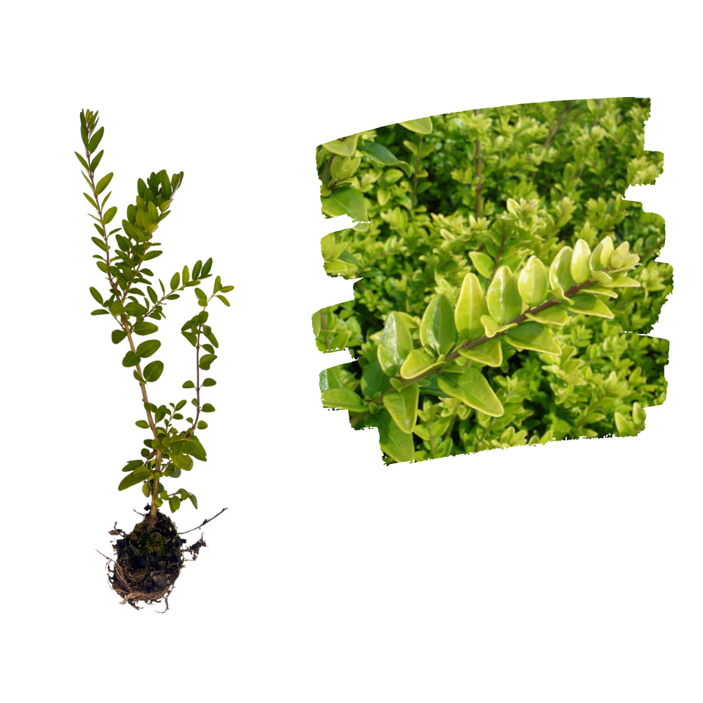Caprifoi târâtor Răsad_plantland.ro