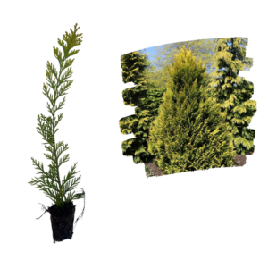 Chiparos Auriu Lawson3_plantland.ro