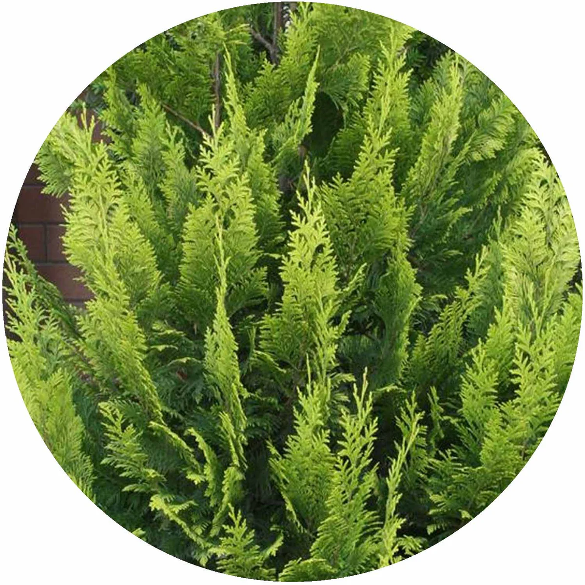 Chiparos Auriu Lawson_plantland.ro