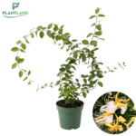 Mana maicii domnului_plantland.ro