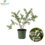 Iasomie cu flori batute_plantland.ro