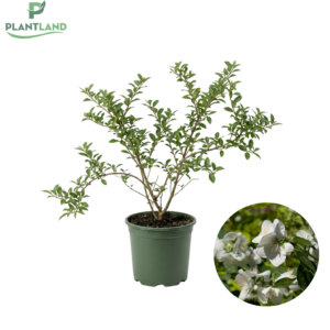 Iasomie cu flori batute_plantland.ro