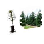Brad Nordmanniana_plantland.ro