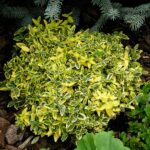 Euonymus Verde cu Galben_plantland.ro