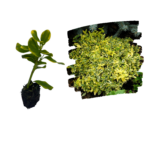 Euonymus Verde cu Galben_plantland.ro