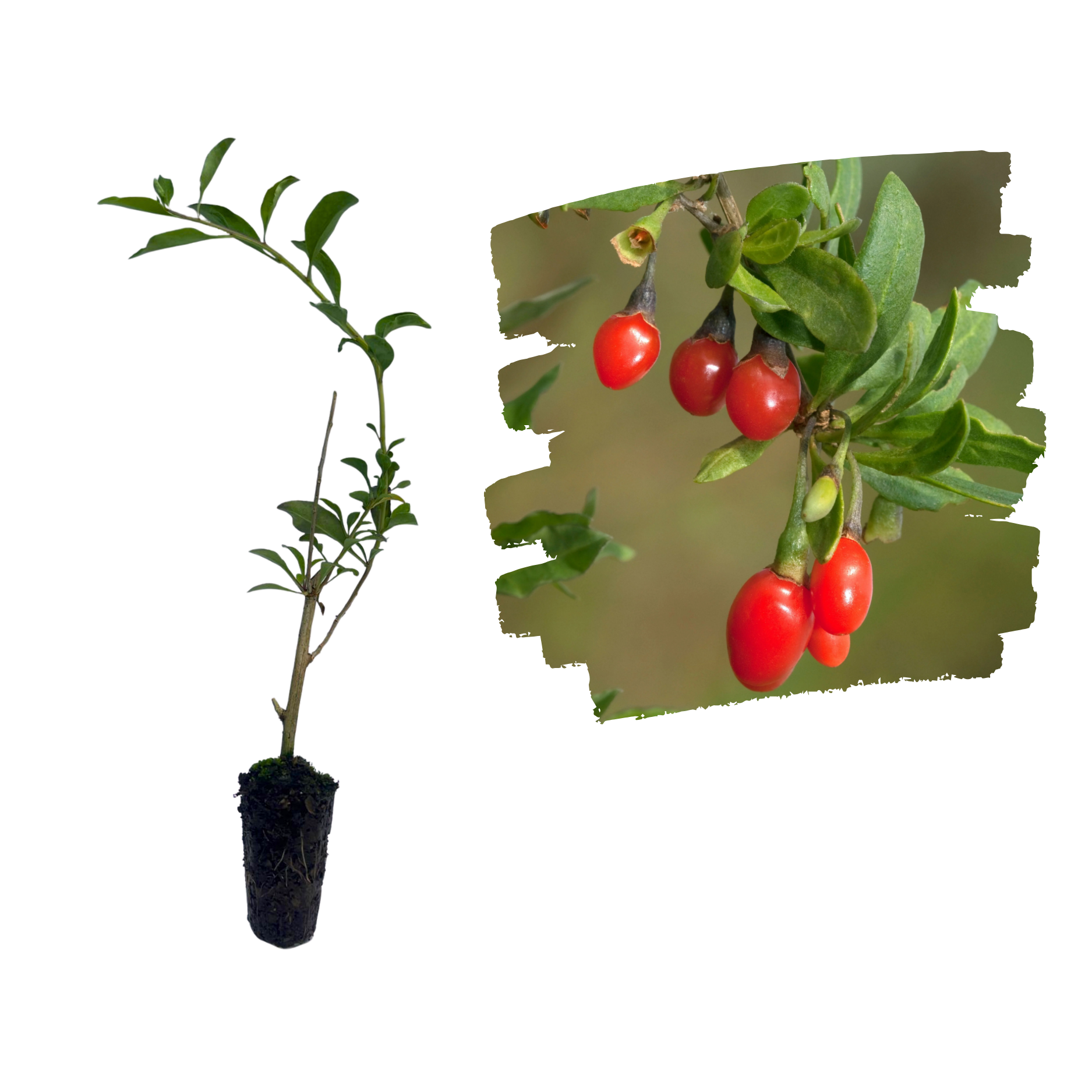 Goji Răsad_plantland.ro