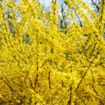 Ploaie de aur Răsad_plantland.ro