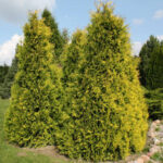 Tuia-Sunkist_plantland.ro