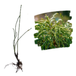 Tuia Whipcord Răsad_plantland.ro