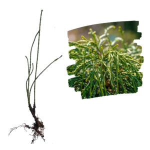Tuia Whipcord Răsad_plantland.ro