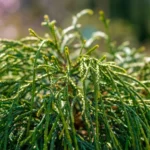Tuia Whipcord_plantland.ro