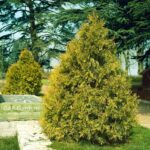 Tuia Zebrina_plantland.ro