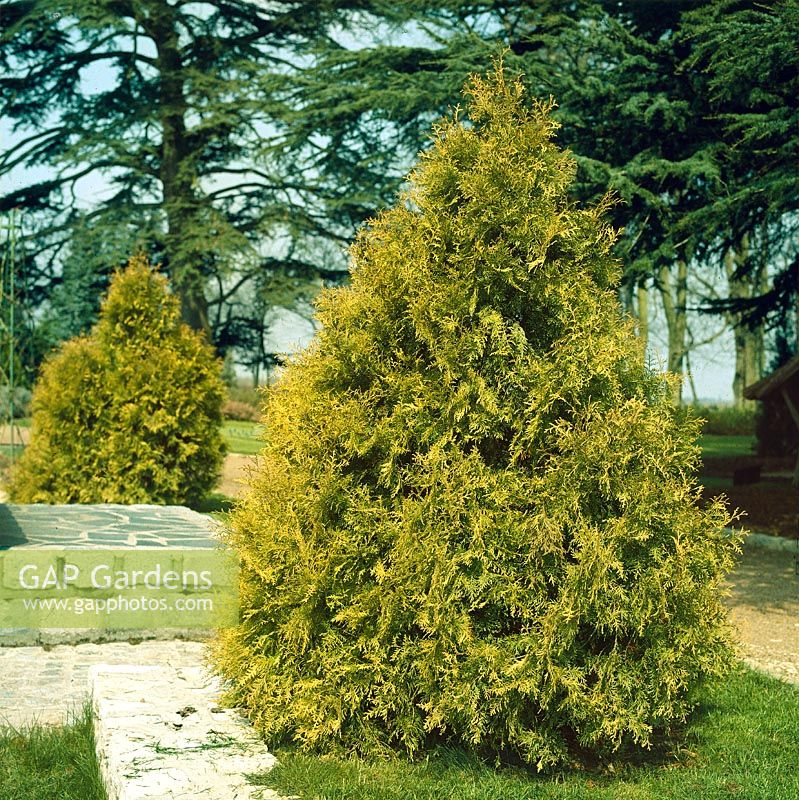 Tuia Zebrina_plantland.ro