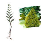 Tuia Zebrina_plantland.ro