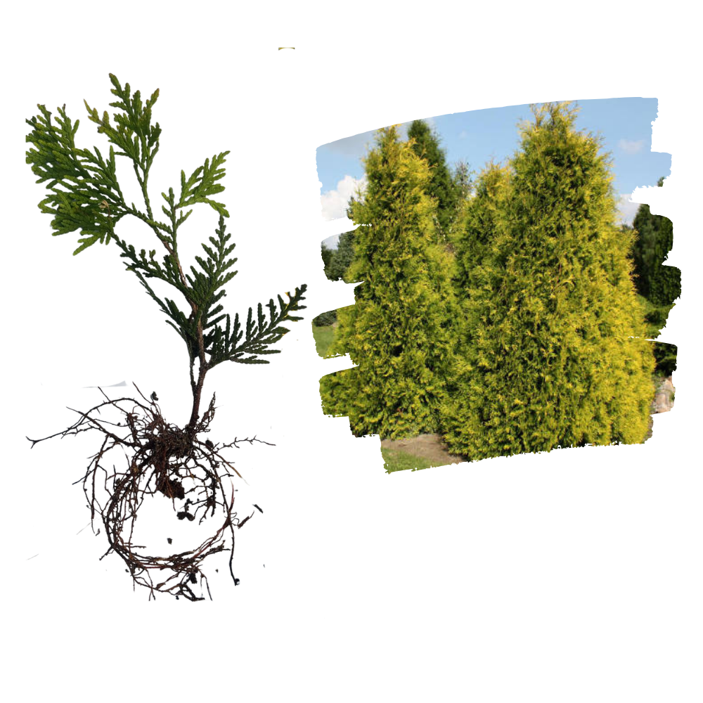 Tuia sunkist_plantland.ro