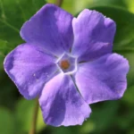 Vinca Minor Răsad 2_plantland.ro
