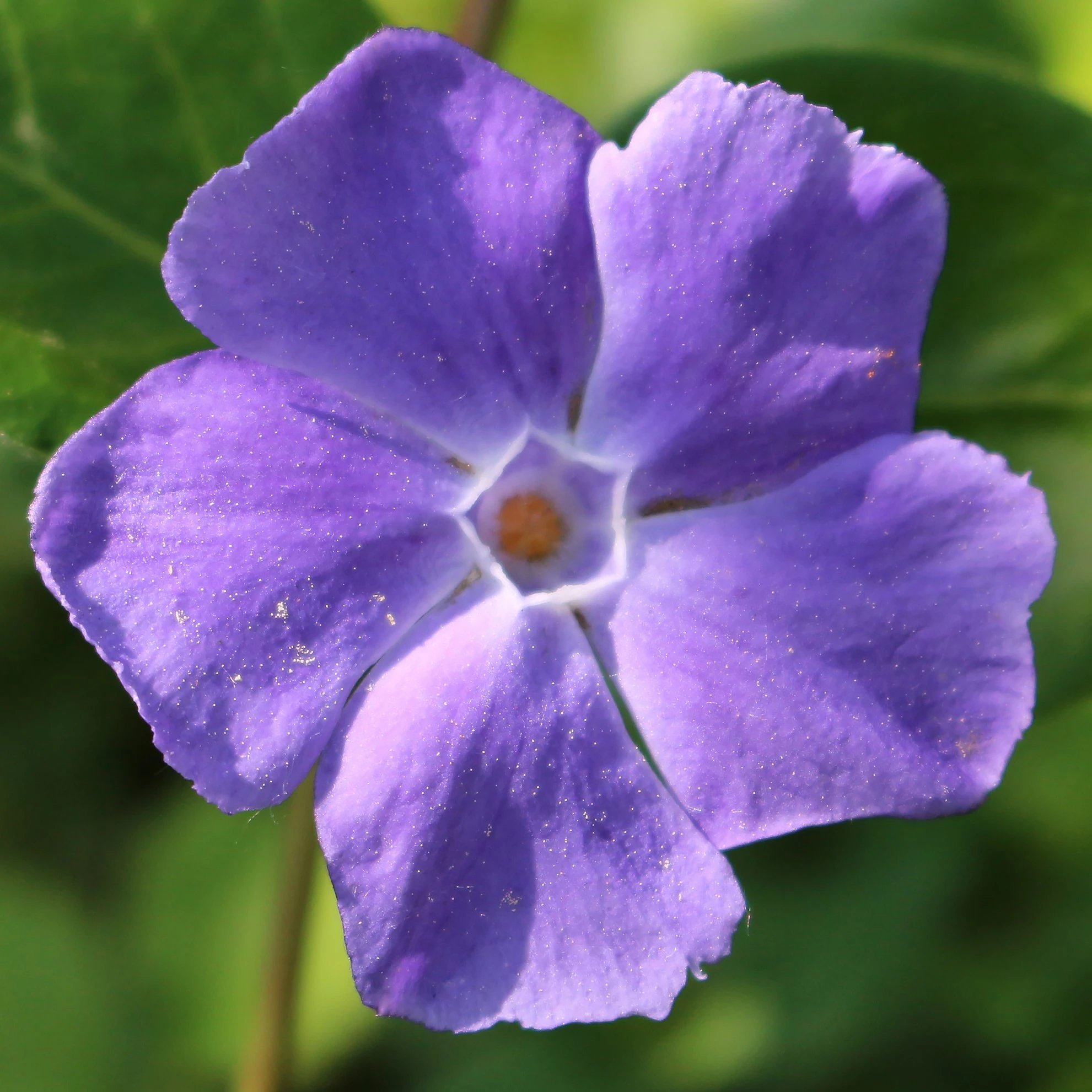 Vinca Minor Răsad 2_plantland.ro