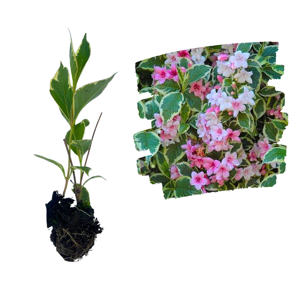 Weigela Florida Variegata Răsad_plantland.ro
