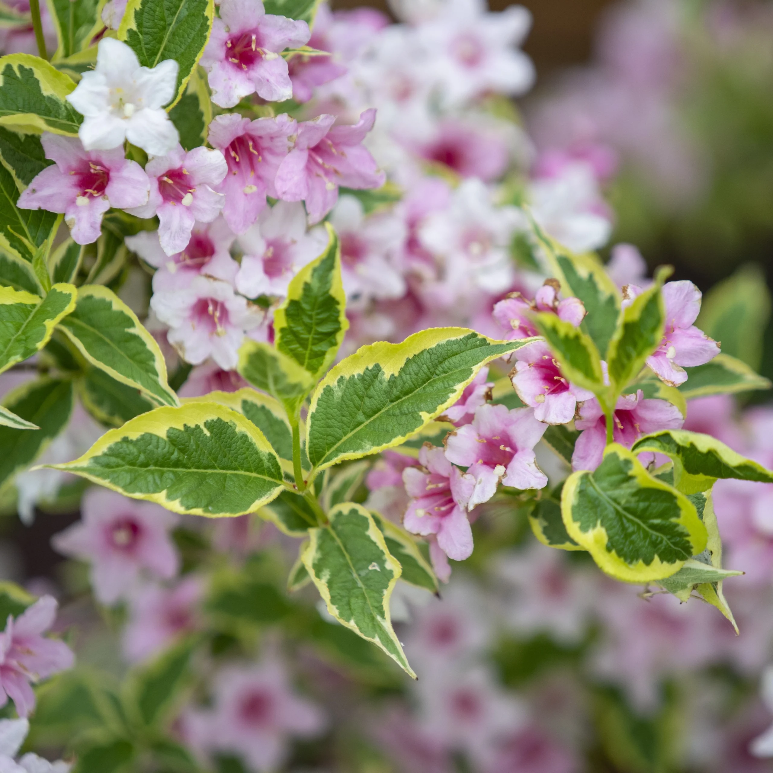 Weigela Florida Variegata2_plantland.ro