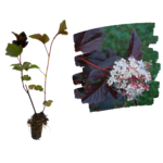 Physocarpus Red Baron_plantland.ro