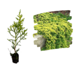 Ienupar Gold Star_plantland.ro