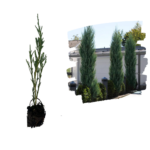 Ienupar Skyrocket_plantland.ro