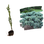 Ienupar Blue Carpet_plantland.ro