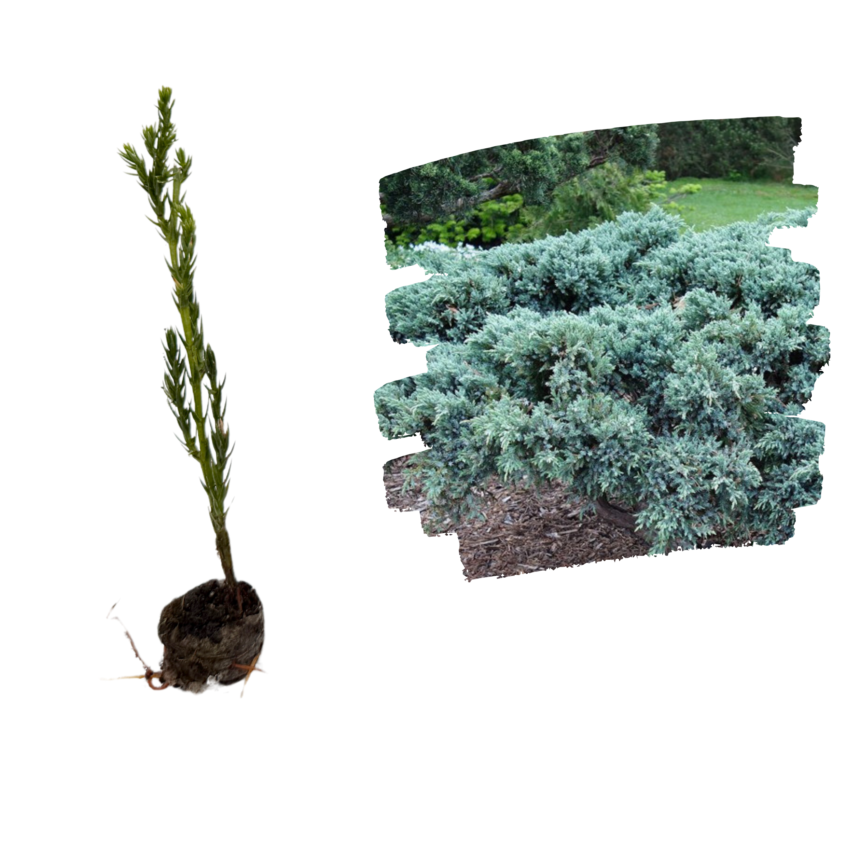 Ienupar Blue Carpet_plantland.ro