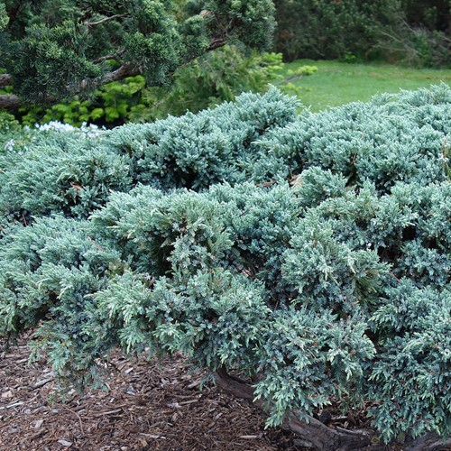 Ienupar Blue Carpet_plantland.ro