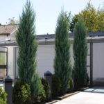 Ienupar Skyrocket_plantland.ro