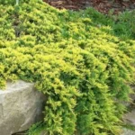 Ienupar Gold Star_plantland.ro_plantland.ro
