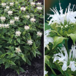 Monarda Alba Bee Bright2_plantland.ro