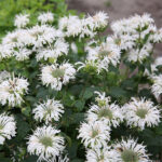 Monarda Alba Bee Bright_plantland.ro