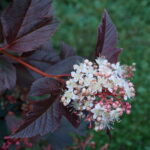 Physocarpus Red Baron_plantland.ro
