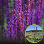 Salvia Nemorosa Midnight_plantland.ro