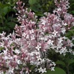 Syringa Microphylla SUPERBA2_plantland.ro