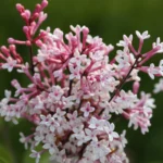 Syringa Microphylla SUPERBA_plantland.ro